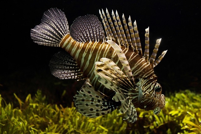 Nachhaltigkeit auf dem teller: Fischfrikadellen aus dänischem fang